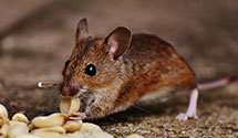 24 Hour & Emergency Exterminators in East Boothbay, ME